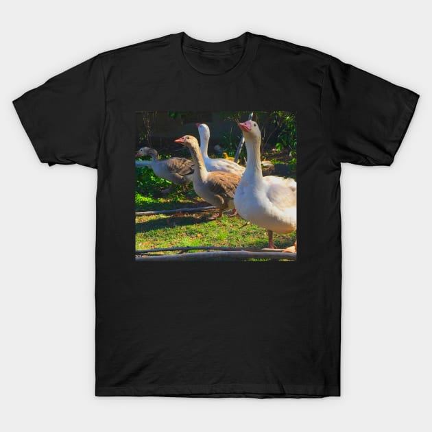 Flock of Cotton Patch Geese T-Shirt by LochNestFarm